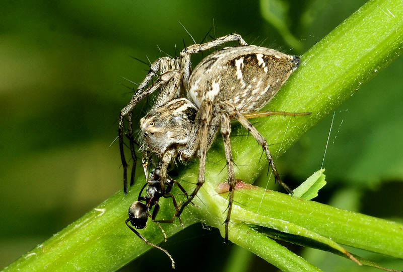 Oxyopes heterophtalmus - Rubiera (RE)
